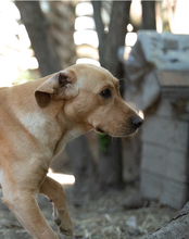 AKELA, Hund, Mischlingshund in Ungarn - Bild 3