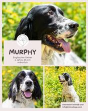 MURPHY, Hund, English Setter in Brühl - Bild 1