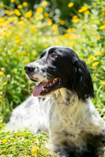 MURPHY, Hund, English Setter in Brühl - Bild 2