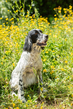 MURPHY, Hund, English Setter in Brühl - Bild 3