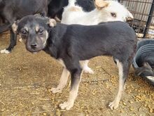 FILIPPO, Hund, Mischlingshund in Rumänien - Bild 2