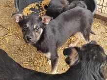 FILIPPO, Hund, Mischlingshund in Rumänien - Bild 3
