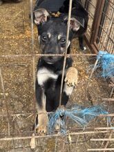 FILIPPO, Hund, Mischlingshund in Rumänien - Bild 4
