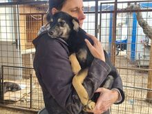 FILIPPO, Hund, Mischlingshund in Rumänien - Bild 5