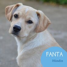 FANTA, Hund, Mischlingshund in Rumänien - Bild 1