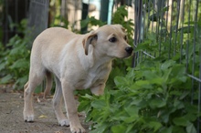FANTA, Hund, Mischlingshund in Rumänien - Bild 2