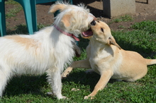 FANTA, Hund, Mischlingshund in Rumänien - Bild 5
