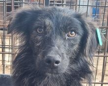 MILAS, Hund, Mischlingshund in Rumänien - Bild 1