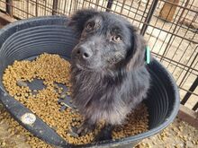 MILAS, Hund, Mischlingshund in Rumänien - Bild 2
