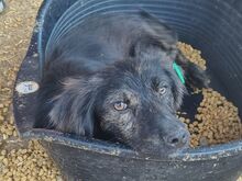 MILAS, Hund, Mischlingshund in Rumänien - Bild 3