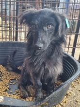 MILAS, Hund, Mischlingshund in Rumänien - Bild 5