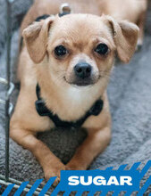 SUGAR, Hund, Chihuahua-Mix in Bulgarien - Bild 1