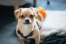 SUGAR, Hund, Chihuahua-Mix in Bulgarien - Bild 2