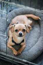 SUGAR, Hund, Chihuahua-Mix in Bulgarien - Bild 4