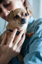 SUGAR, Hund, Chihuahua-Mix in Bulgarien - Bild 5