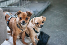 SUGAR, Hund, Chihuahua-Mix in Bulgarien - Bild 6
