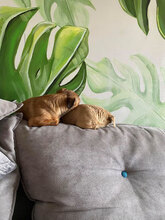 SUGAR, Hund, Chihuahua-Mix in Bulgarien - Bild 7