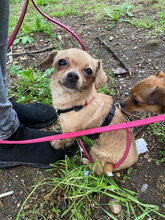 SUGAR, Hund, Chihuahua-Mix in Bulgarien - Bild 8