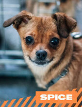 SPICE, Hund, Chihuahua-Mix in Bulgarien - Bild 1