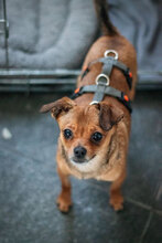 SPICE, Hund, Chihuahua-Mix in Bulgarien - Bild 2