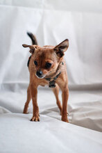 SPICE, Hund, Chihuahua-Mix in Bulgarien - Bild 3