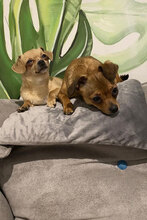 SPICE, Hund, Chihuahua-Mix in Bulgarien - Bild 4