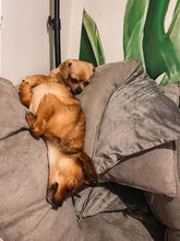 SPICE, Hund, Chihuahua-Mix in Bulgarien - Bild 5