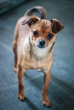 SPICE, Hund, Chihuahua-Mix in Bulgarien - Bild 6