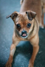 SPICE, Hund, Chihuahua-Mix in Bulgarien - Bild 7