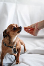 SPICE, Hund, Chihuahua-Mix in Bulgarien - Bild 8