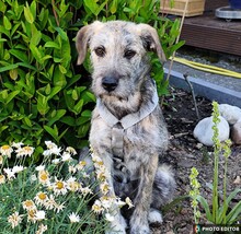 TILDA, Hund, Mischlingshund in Coppenbrügge - Bild 1