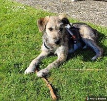 TILDA, Hund, Mischlingshund in Coppenbrügge - Bild 2