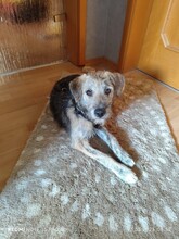 TILDA, Hund, Mischlingshund in Coppenbrügge - Bild 4