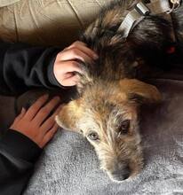 TILDA, Hund, Mischlingshund in Coppenbrügge - Bild 5
