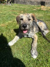 TILDA, Hund, Mischlingshund in Coppenbrügge - Bild 6