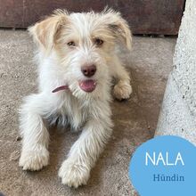 NALA, Hund, Mischlingshund in Rumänien - Bild 1