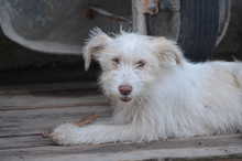 NALA, Hund, Mischlingshund in Rumänien - Bild 2
