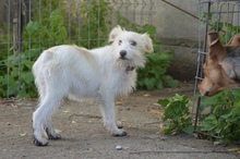 NALA, Hund, Mischlingshund in Rumänien - Bild 3