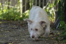 NALA, Hund, Mischlingshund in Rumänien - Bild 4