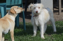 NALA, Hund, Mischlingshund in Rumänien - Bild 5