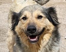 SOPHY, Hund, Mischlingshund in Kroatien - Bild 1