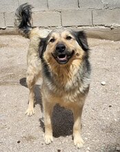 SOPHY, Hund, Mischlingshund in Kroatien - Bild 10