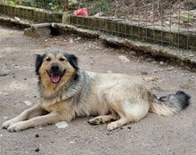 SOPHY, Hund, Mischlingshund in Kroatien - Bild 2