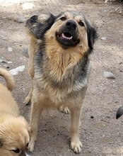 SOPHY, Hund, Mischlingshund in Kroatien - Bild 3