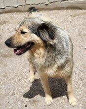 SOPHY, Hund, Mischlingshund in Kroatien - Bild 4