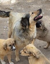 SOPHY, Hund, Mischlingshund in Kroatien - Bild 5