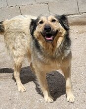 SOPHY, Hund, Mischlingshund in Kroatien - Bild 6