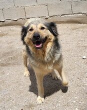 SOPHY, Hund, Mischlingshund in Kroatien - Bild 7