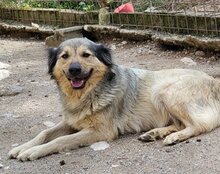 SOPHY, Hund, Mischlingshund in Kroatien - Bild 8