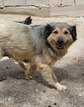 SOPHY, Hund, Mischlingshund in Kroatien - Bild 9